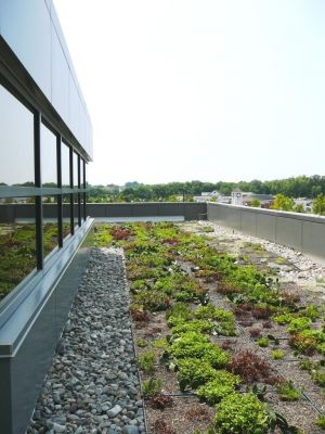 Why Green Roofs are So Much Better than Asphalt Roofs | Columbia, MD