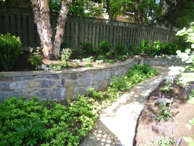 Landscaping Magic: Softenting Stone Garden Walls | Rockville, MD