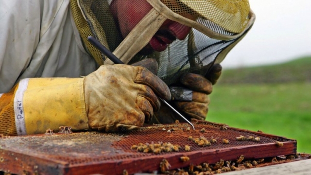Local Scientists Discover What’s Killing The Bees