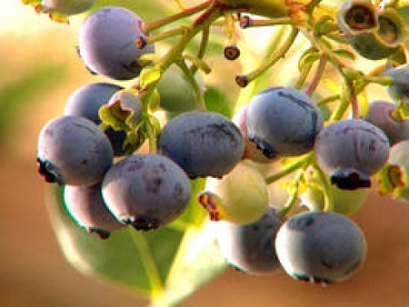 Five Blueberry Growing Tips For Your Garden
